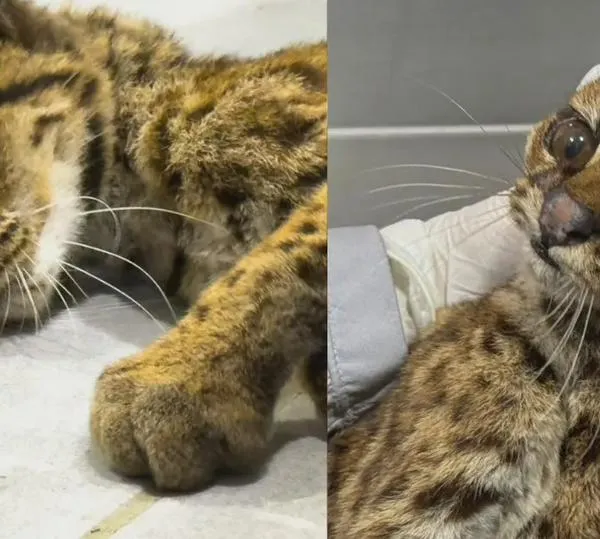 Murió tigrilla rescatada en grave estado de salud en Medellín: "Arrebataron su libertad y vida"