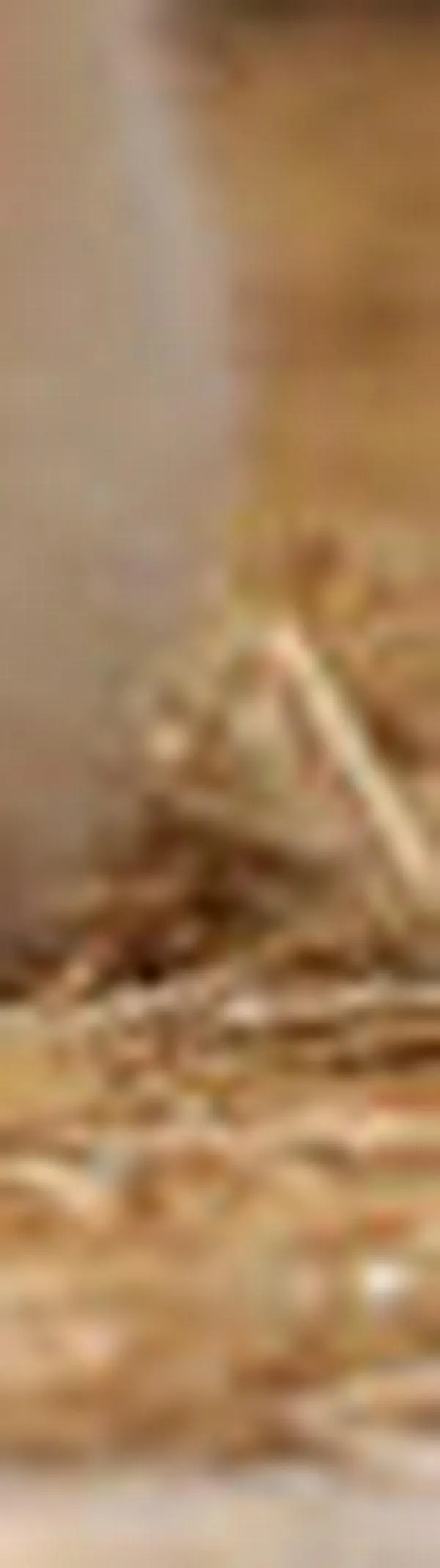 El Día del Gato: la celebración de una revolución silenciosa en nuestros hogares