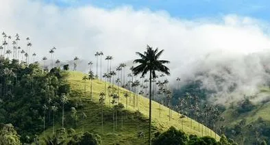 Qué hacer en Quindío y nueva campaña de turismo en Anato 2026: planes y sitios