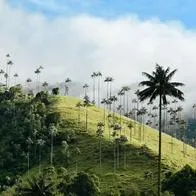 Qué hacer en Quindío y nueva campaña de turismo en Anato 2026: planes y sitios