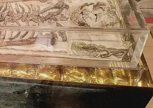 Por primera vez, la Iglesia Católica exhibe los restos de San Francisco de Asís