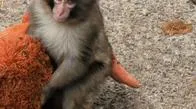 ¿Cuándo soltara Punch su peluche? Experta explica proceso del famoso primate