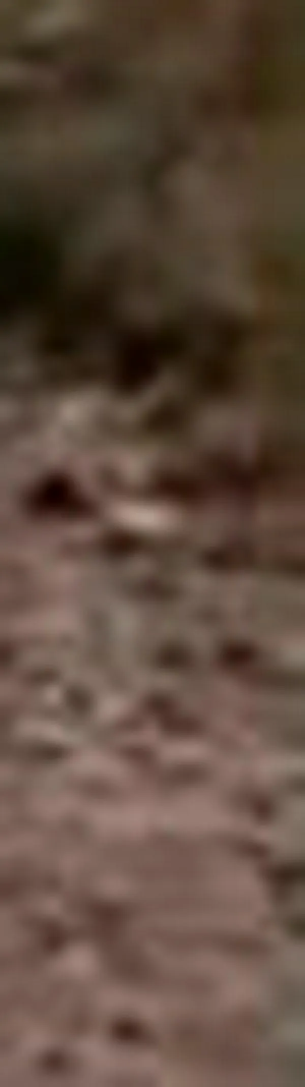 Enfrentamiento entre guardia indígena y disidencias