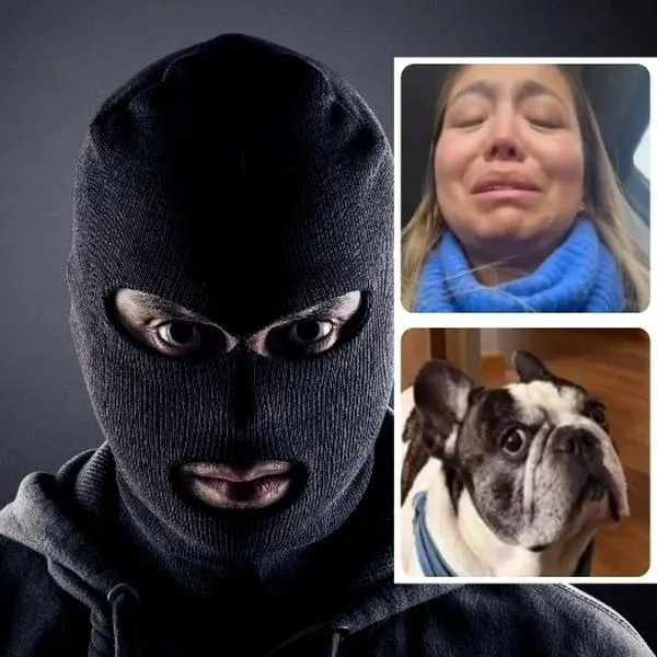 Robo con arma en Bogotá para hurtar un perro: dan detalles del carro involucrado