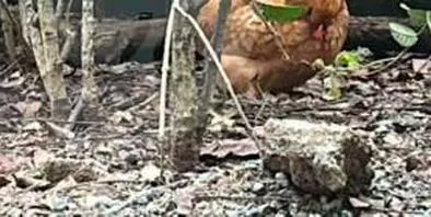 El Gallo Claudio y Doña Gallina, las dos aves que tienen enfrentados a los vecinos de un conjunto residencial en Envigado