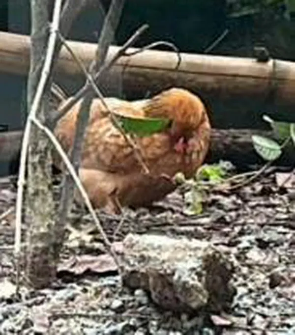 El Gallo Claudio y Doña Gallina, las dos aves que tienen enfrentados a los vecinos de un conjunto residencial en Envigado