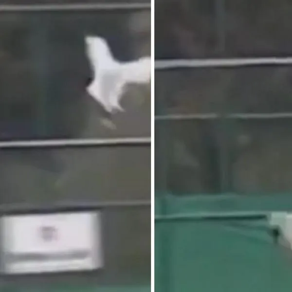 Video | Futbolista turco salvó a una gaviota en pleno partido tras realizarle un masaje cardiaco