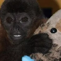 Este es el 'Punch' Colombiano, mono que se aferra a peluche en Neiva