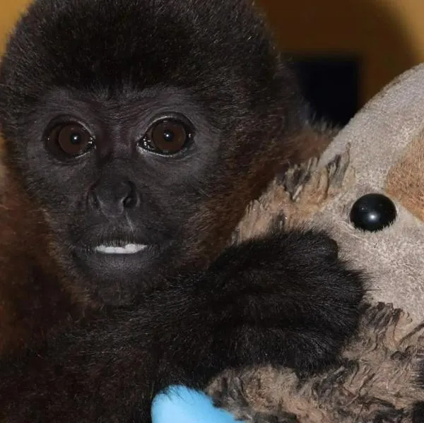 Este es el 'Punch' Colombiano, mono que se aferra a peluche en Neiva