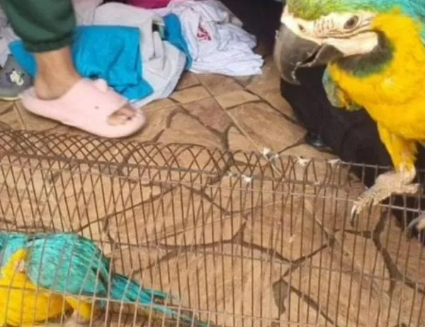 ¡No son mascotas! Bogotá recupera siete animales víctimas del tráfico ilegal de fauna 