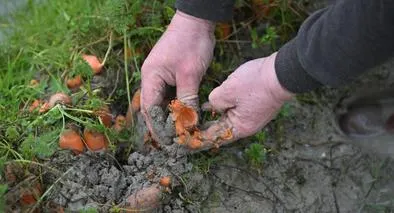 Agricultura