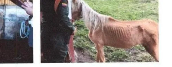 Abogado condenado por estafa masiva con falsos remates en Manizales aceptó ahora maltrato animal