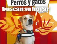 Tom volvió a casa tras días de búsqueda en Bogotá 