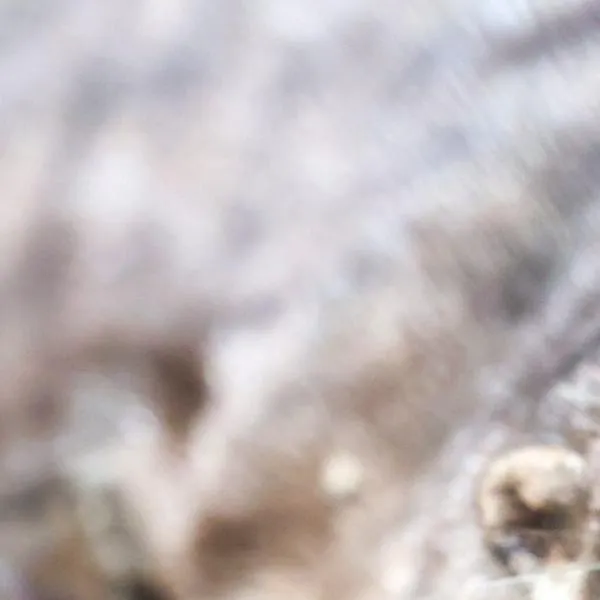 Nutria rescatada en Cali no podrá regresar a su hábitat por signos de domesticación