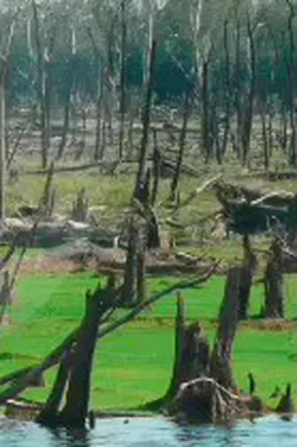 Un grupo de Menonitas va a juicio por talar bosque de especial importancia ecológica en el Meta