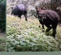 En el Eje Cafetero registran 15 dantas de montaña y confirman nacimiento de crías