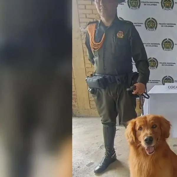 El olfato de ‘Max’ frustró el envío de cocaína desde el Quindío hacia Europa