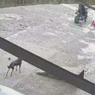 Hombre en Montenegro, Quindío, mató a un perro en medio de discusión con una mujer; piden justicia