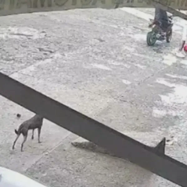 Hombre en Montenegro, Quindío, mató a un perro en medio de discusión con una mujer; piden justicia