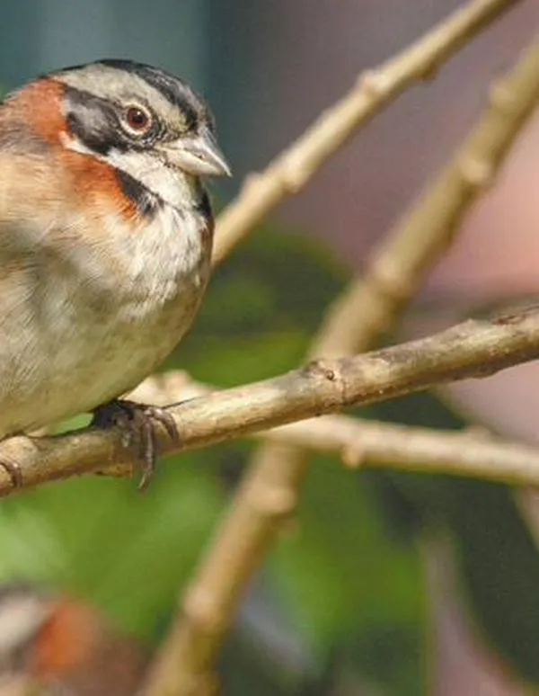 El canto de las aves, espejo de la brecha social en Bogotá