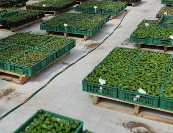 Continúan las estrategias para reverdecer Cundinamarca 