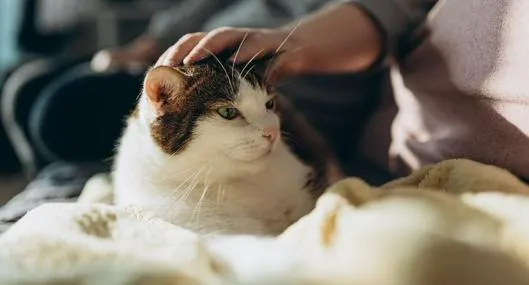 Multa en conjuntos para dueños de gatos por práctica muy común de los animales