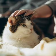 Multa en conjuntos para dueños de gatos por práctica muy común de los animales