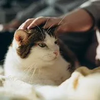 Multa en conjuntos para dueños de gatos por práctica muy común de los animales