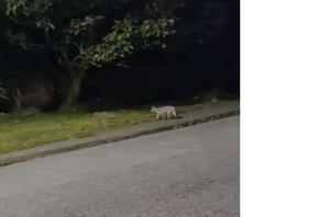 imagen nota inferior