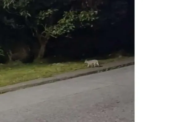 Video: avistan zorros en barrio de Manizales, recuerde no acercarse ni alimentarlos