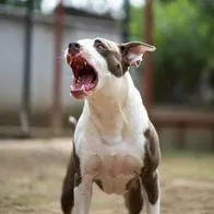 Perro de raza peligrosa