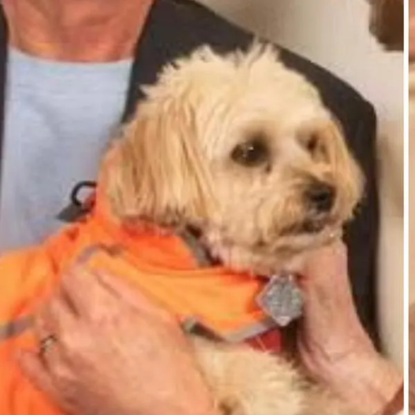 Cifra histórica para la medicina animal: pareja donó 120 millones de dólares a la universidad que salvó la vida de su perro