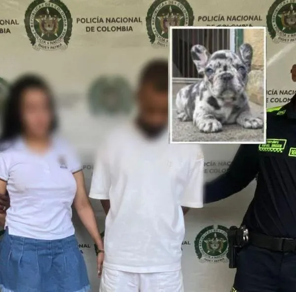 Pareja que fue capturada por matar a su bulldog, a la que lanzaron desde un balcón en medio de una pelea. Ocurrió en Medellín
