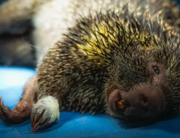 En 2025 murieron 93 animales silvestres en Colombia: CAR lanza alerta 