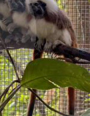 imagen nota inferior