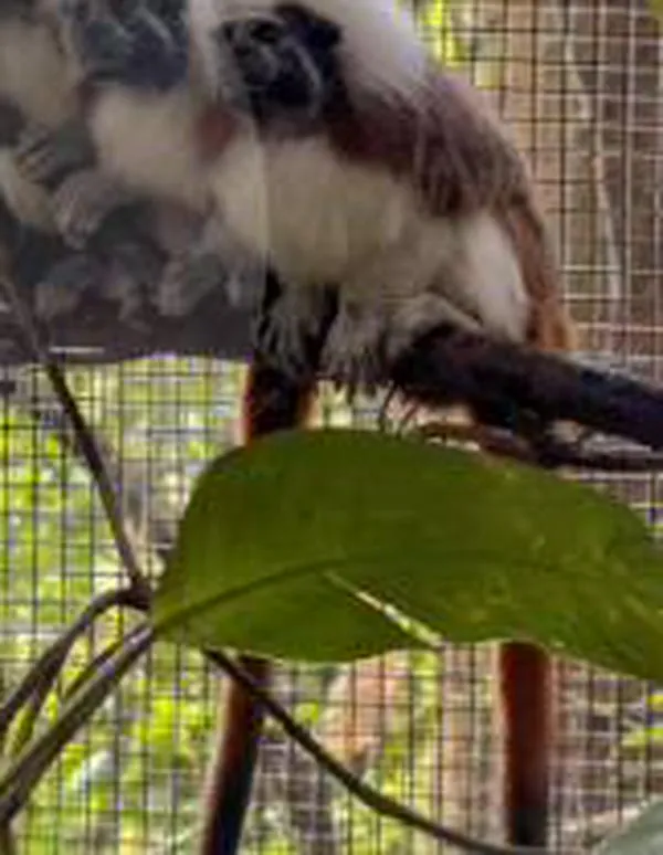 Familia de titíes cabeciblancos creció de 2 a 7 y fue liberada en Urabá