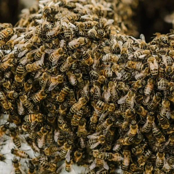 ¿Dónde reportar panal de abejas en Bogotá? Así las puede salvar sin que lo pique