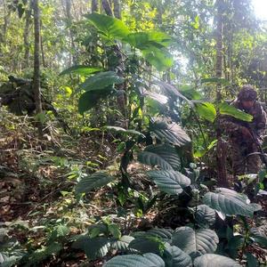 imagen nota inferior