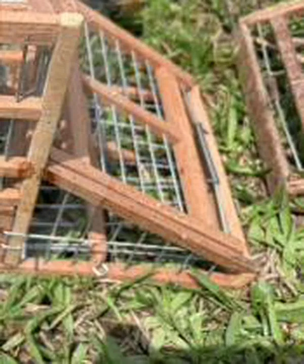 El colmo: Instalaron redes y trampas en zona de reserva de Itagüí para capturar aves