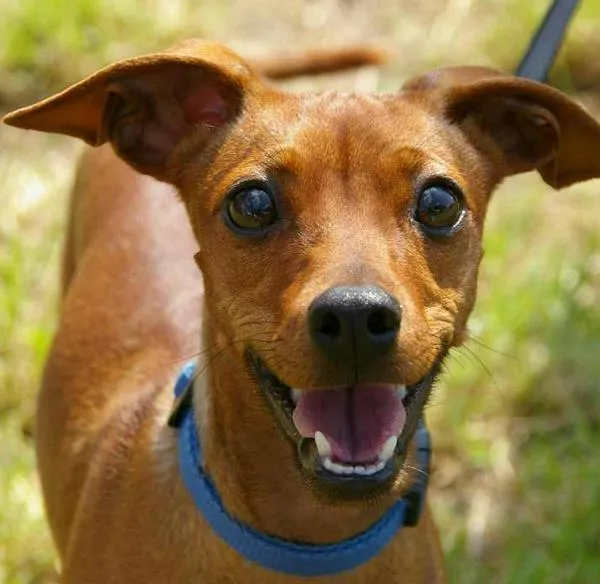 ¿Mascotas pueden subirse al asesor en los conjuntos residenciales?