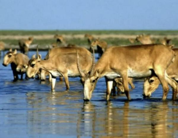 Alerta de la ONU: Las especies migratorias siguen en declive y ponen en riesgo el equilibrio del planeta