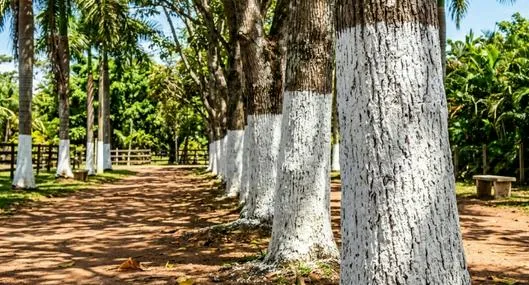 ¿Por qué se pintan los troncos de los árboles de blanco? No es decoración