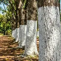 ¿Por qué se pintan los troncos de los árboles de blanco? No es decoración