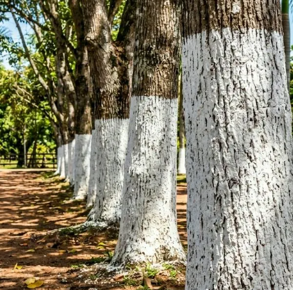 ¿Por qué se pintan los troncos de los árboles de blanco? No es decoración