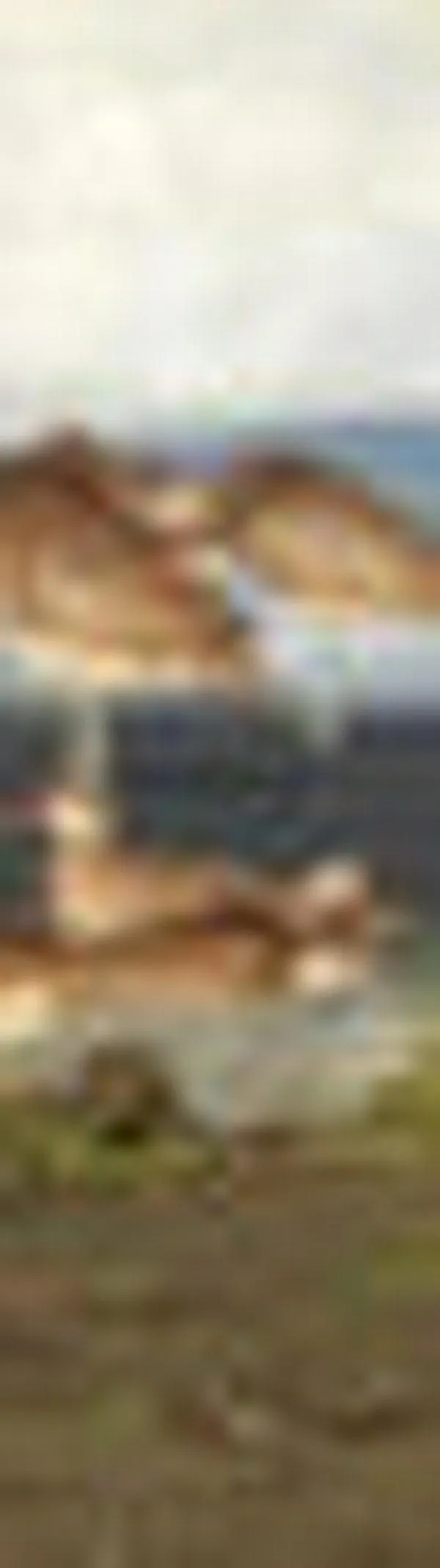 Preocupa declive de aves playeras en el Pacífico