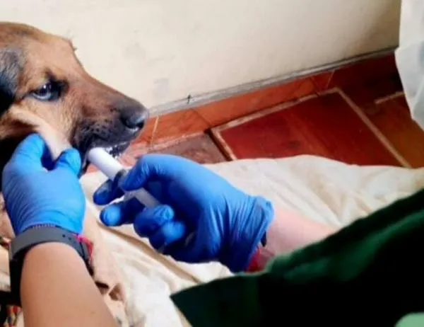 Bogotá trabaja por la salud y el bienestar de 22 perritos en la localidad de Engativá 