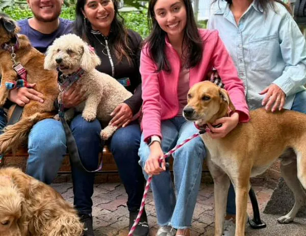 114 animales de compañía volvieron a sus familias a través de la página “Perros y Gatos Buscan su Hogar” de Bogotá 
