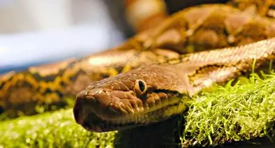 Hermano de cantante de música parrandera murió por mordedura de serpiente