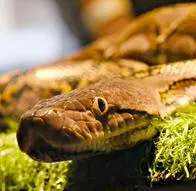 Hermano de cantante de música parrandera murió por mordedura de serpiente