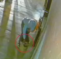 Mujer abandonó cuatro gaticos durante la noche en un establecimiento comercial en Chigorodó